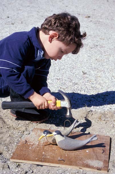 child installing tern decoys